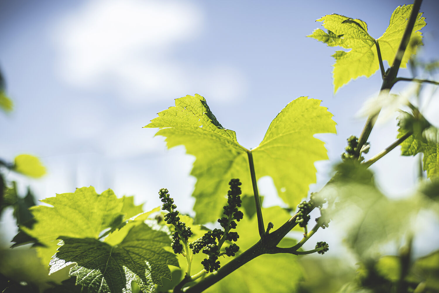 Photographie Vigne Printemps  - Beaune, Bourgogne