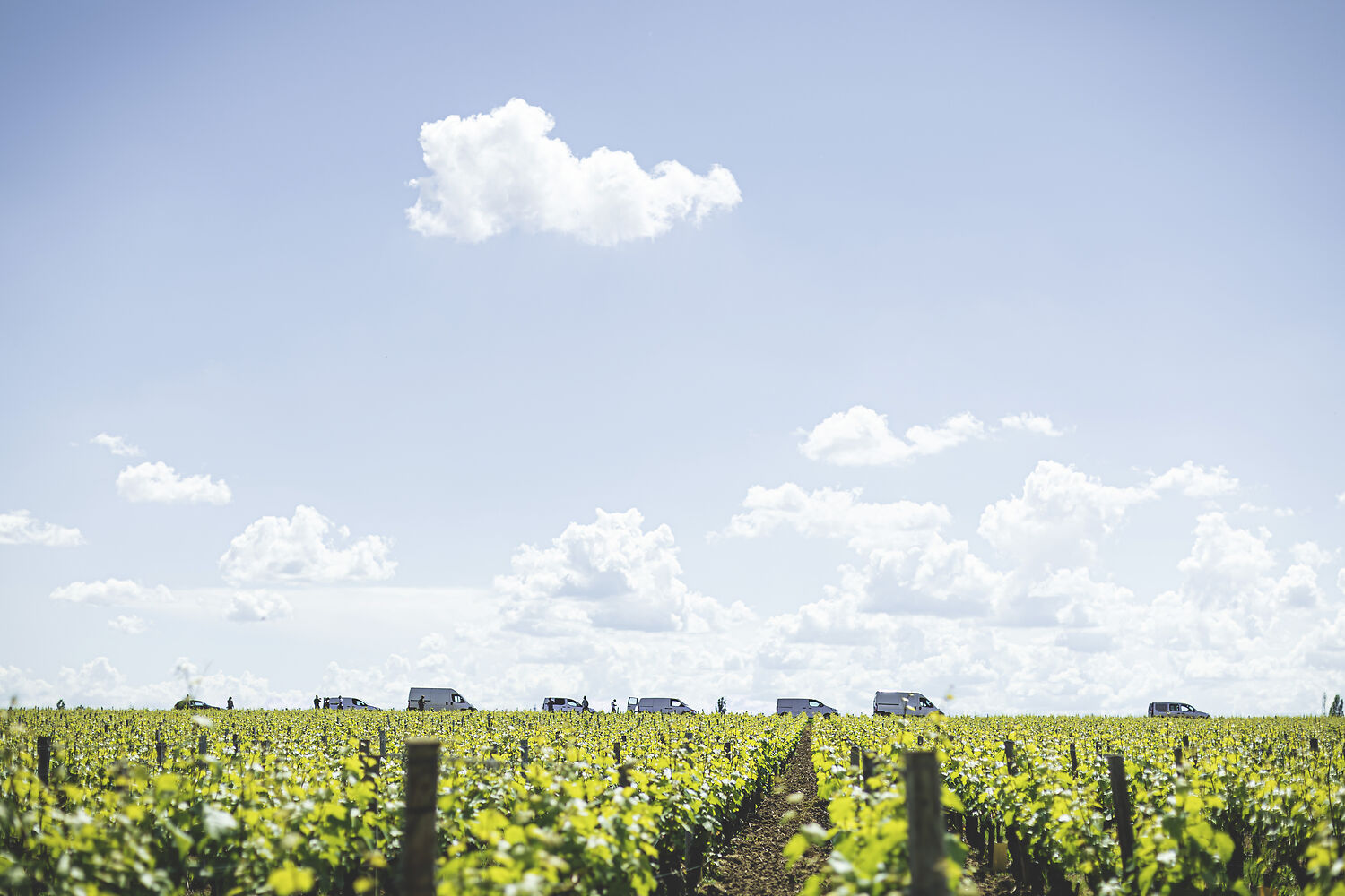 Photographie Vigne Printemps  - Beaune, Bourgogne