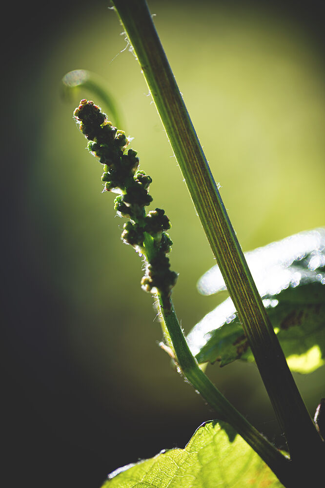Photographie Vigne Printemps  - Beaune, Bourgogne