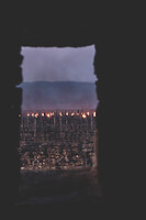 Photo Vigne Vigne - Gel  - n°21132