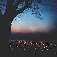 Photo Vigne Vigne - Gel  - n°21143