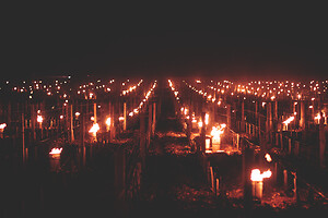 Photo Vigne Vigne - Gel  - n°21147