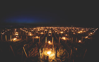 Photo Vigne Vigne - Gel  - n°21172