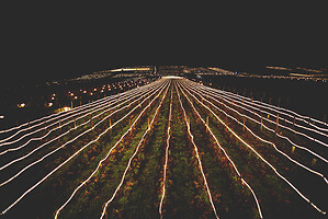 Photo Vigne Vigne - Gel  - n°21174
