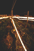 Photo Vigne Vigne - Gel  - n°21175