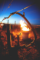 Photo Vigne Vigne - Gel  - n°21180