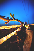 Photo Vigne Vigne - Gel  - n°21191