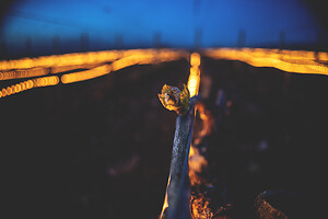 Photo Vigne Vigne - Gel  - n°21192