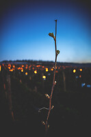 Photo Vigne Vigne - Gel  - n°21198