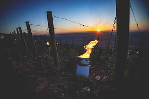 Photo Vigne Vigne - Gel  - n°21201