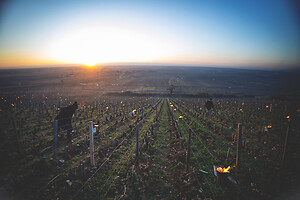 Photo Vigne Vigne - Gel  - n°21203