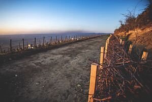 Photo Vigne Vigne - Gel  - n°21204