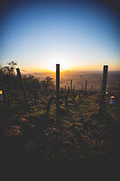 Photo Vigne Vigne - Gel  - n°21205