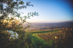 Photo Vigne Vigne - Gel  - n°21208