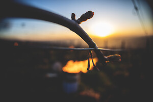 Photo Vigne Vigne - Gel  - n°21210