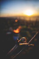 Photo Vigne Vigne - Gel  - n°21211