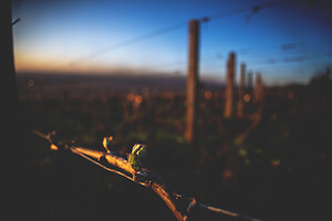 Photo Vigne Vigne - Gel  - n°21213