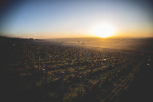 Photo Vigne Vigne - Gel  - n°21215