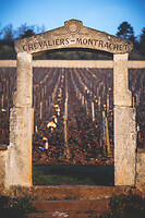 Photo Vigne Vigne - Gel  - n°21216