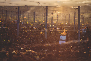 Photo Vigne Vigne - Gel  - n°21219