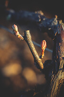 Photo Vigne Vigne - Gel  - n°21221