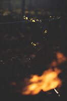 Photo Vigne Vigne - Gel  - n°21222
