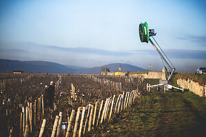 Photo Vigne Vigne - Gel  - n°21225