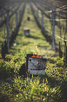 Photo Vigne Vigne - Gel  - n°21226