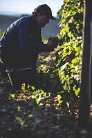 Photo Domaines-Viticoles Domaine Cirotte  - n°21616