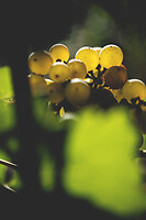 Photo Domaines-Viticoles Domaine Cirotte  - n°21617