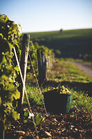Photo Domaines-Viticoles Domaine Cirotte  - n°21618
