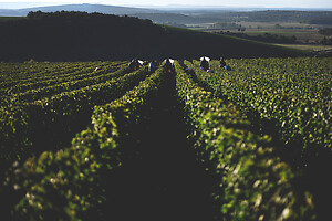 Photo Domaines-Viticoles Domaine Cirotte  - n°21620