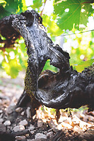 Photo Domaines-Viticoles Domaine Cirotte  - n°21630