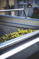 Photo Domaines-Viticoles Domaine Cirotte  - n°21644