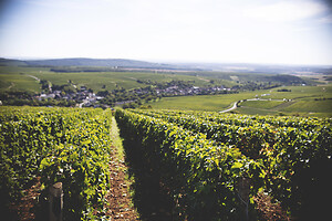 Photo Domaines-Viticoles Domaine Cirotte  - n°21650