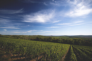 Photo Domaines-Viticoles Domaine Cirotte  - n°21651