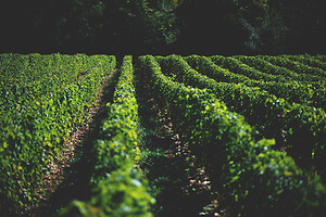 Photo Domaines-Viticoles Domaine Cirotte  - n°21653