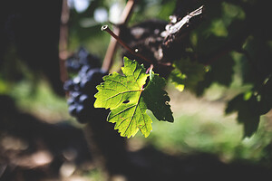Photo Domaines-Viticoles Domaine Cirotte  - n°21656