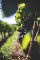 Photo Domaines-Viticoles Domaine Cirotte  - n°21657