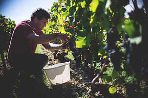 Photo Domaines-Viticoles Domaine Cirotte  - n°21659