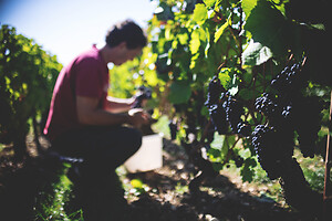 Photo Domaines-Viticoles Domaine Cirotte  - n°21660