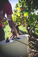 Photo Domaines-Viticoles Domaine Cirotte  - n°21661