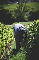 Photo Domaines-Viticoles Domaine Cirotte  - n°21663