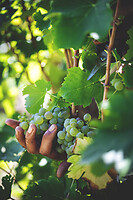 Photo Domaines-Viticoles Domaine Cirotte  - n°21665