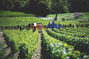 Photo Domaines-Viticoles Domaine Cirotte  - n°21666