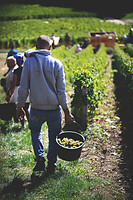 Photo Domaines-Viticoles Domaine Cirotte  - n°21667