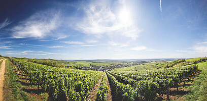 Photo Domaines-Viticoles Domaine Cirotte  - n°21701