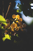 Photo Domaines-Viticoles Domaine Cirotte  - n°21705