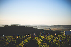 Photo Domaines-Viticoles Domaine Cirotte  - n°21707