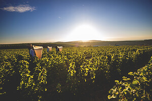 Photo Domaines-Viticoles Domaine Cirotte  - n°21709